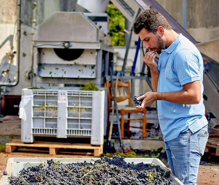 Coppola 1971, una azienda siciliana di sole bollicine che sanno distinguersi 1 Francesco Coppola 696x589 1