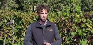 Todaro Winery, una giovane realtà nel palermitano, punta sul Carricante e il Perricone 123250740 663202714366021 3807007279443527727 n 324x160 1