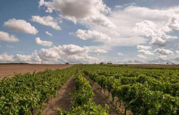 Vino, cibo e fiere: il calendario dei grandi eventi 2021 ad oggi, ridisegnato dal Covid VignetiPrimitivoDiManduria 625x400 2