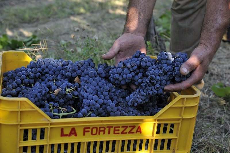 Uva Aglianico