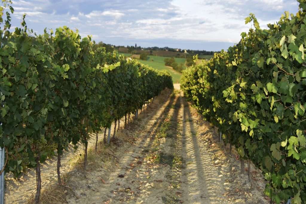 vigneto cantina di tortona