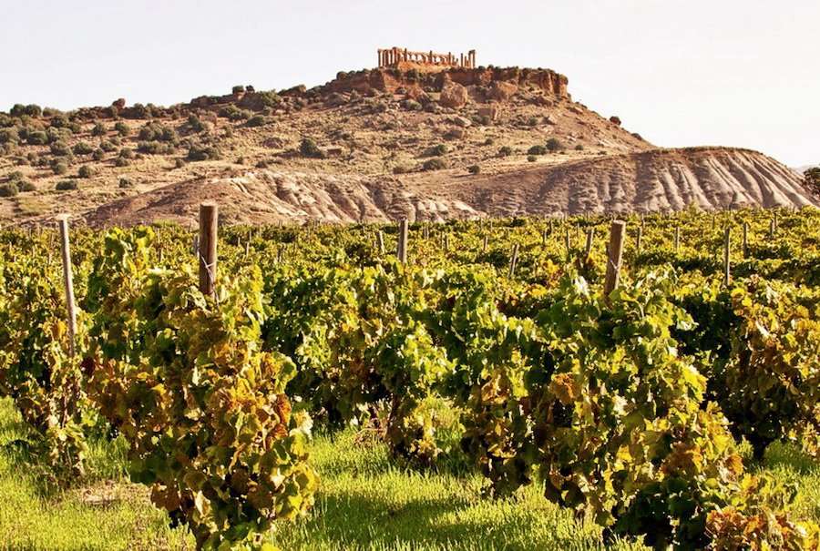 La Sicilia è candidata dalla Fondazione SOStain a diventare un’isola Green 3 Vigneti Valle dei Templi