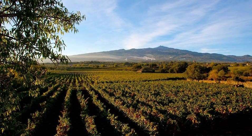 AL CANTARA la vigna foto Calì e1622875256262