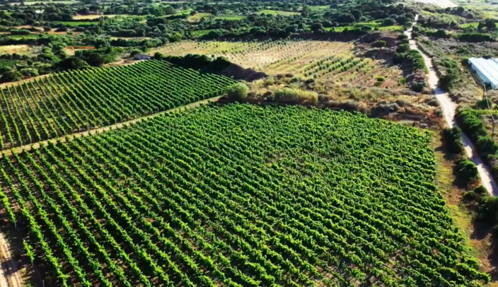 Dai terreni sabbiosi di Badesi, un Vermentino di Gallura della Cantina Li Seddi 1 Schermata 2021 06 14 alle 22.46.16