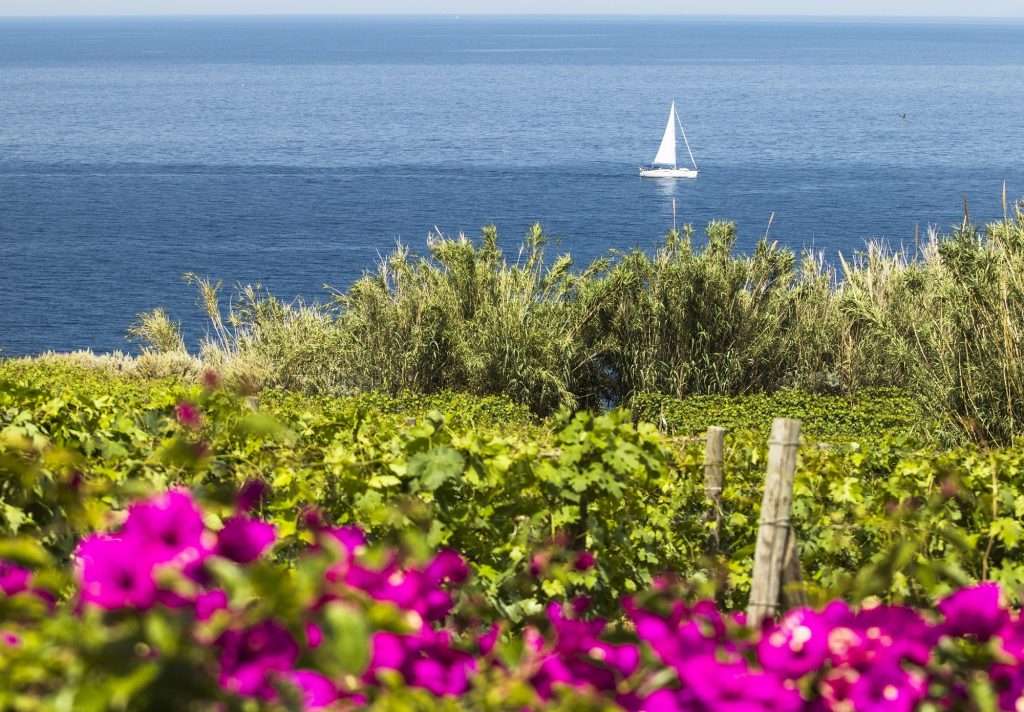 Ritorna il Malvasia Day delle Lipari con nuove novità 18036531