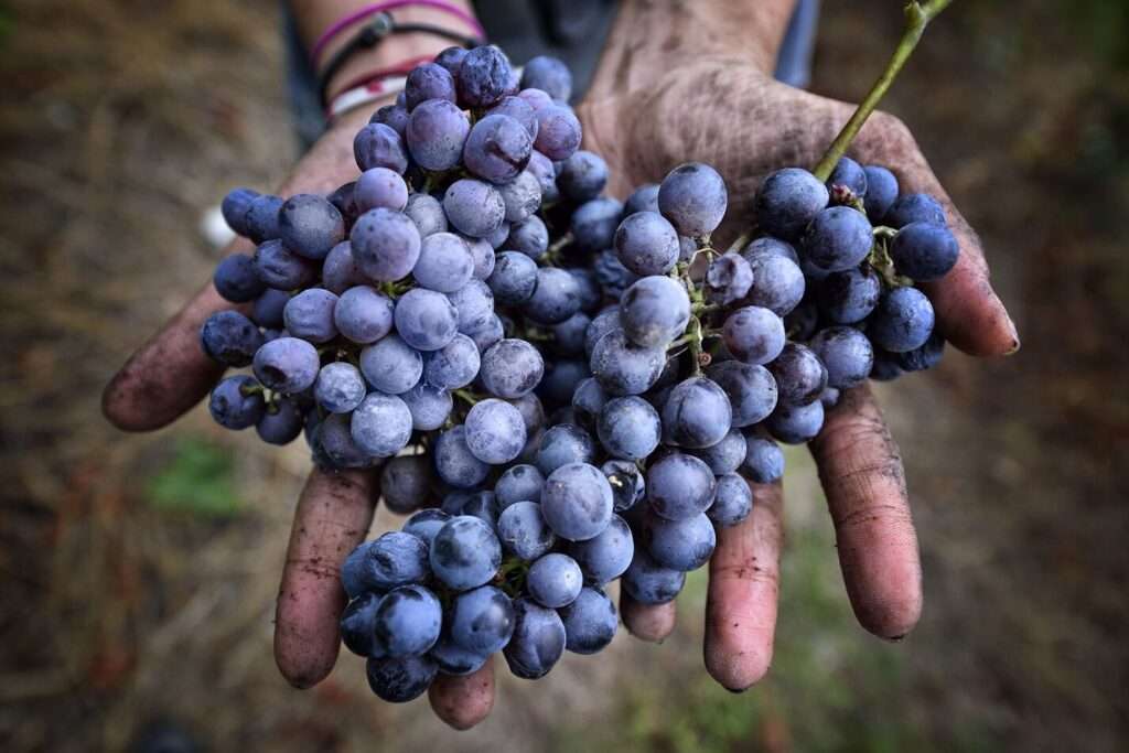 Freisa d’Asti, cambia il disciplinare: da oggi possibile la menzione “Piemonte” Freisa 1