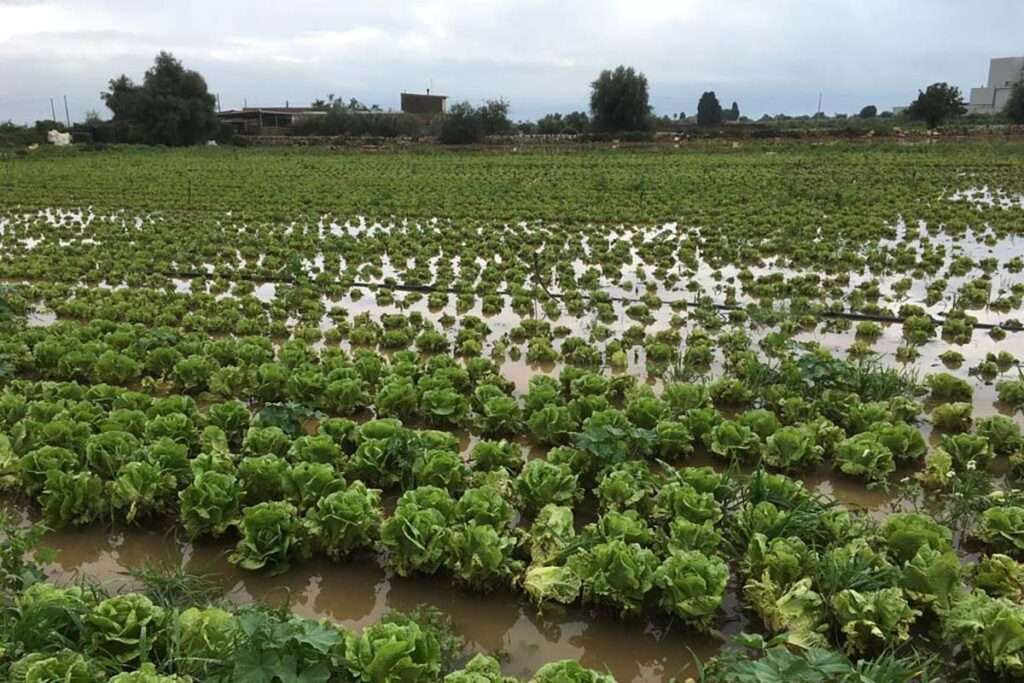 Maltempo: Cia, Sicilia e Sardegna raccolto allagato e semina a rischio. Perso già 70% produzione cia campi allagati