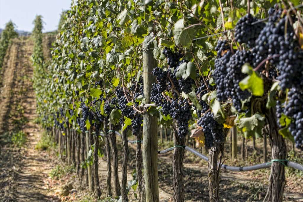 montecucco sangiovese