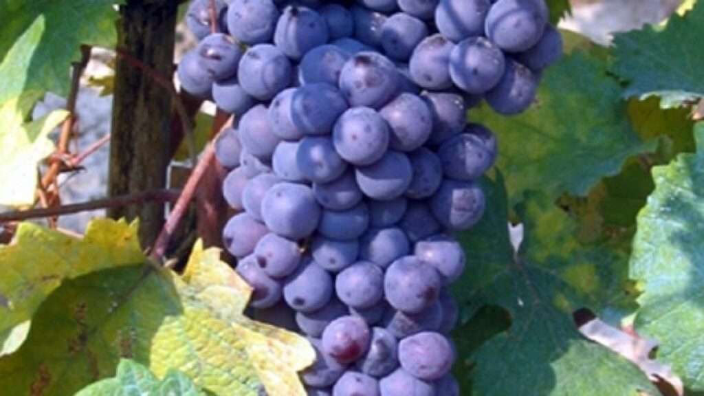 grappoli d uva grignolino d asti 887221