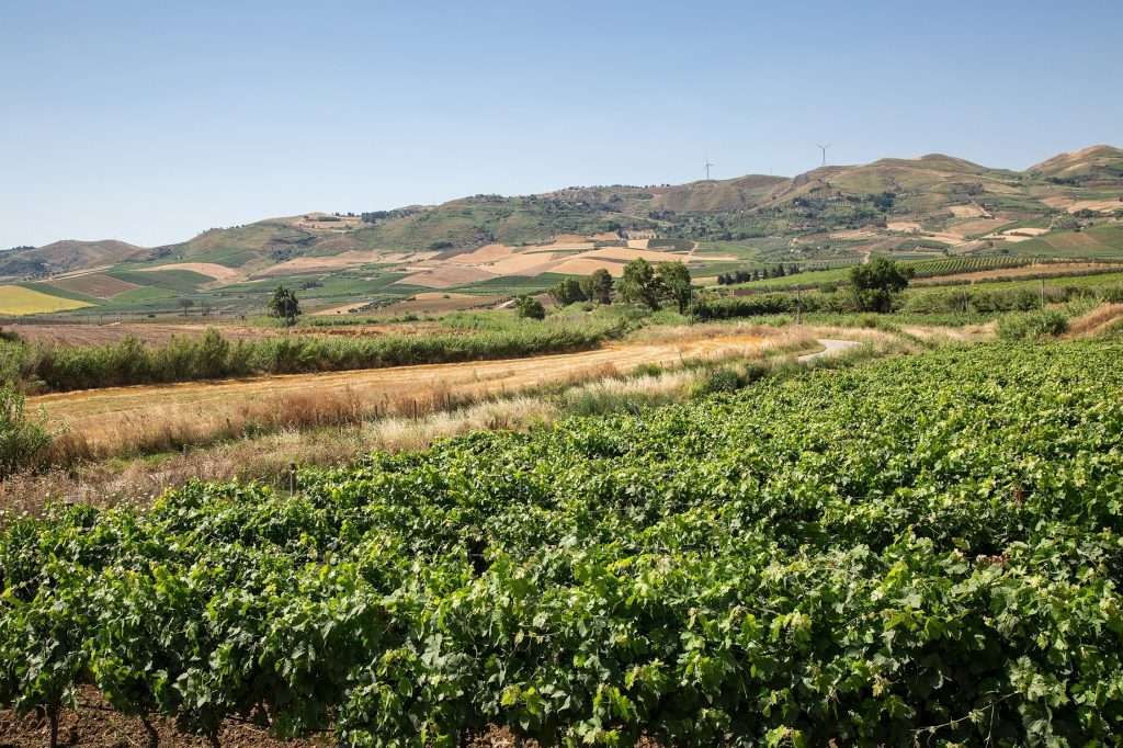 Feudo Disisa rinnova l’importanza del territorio con due nuovi vini di pregio Vigneto