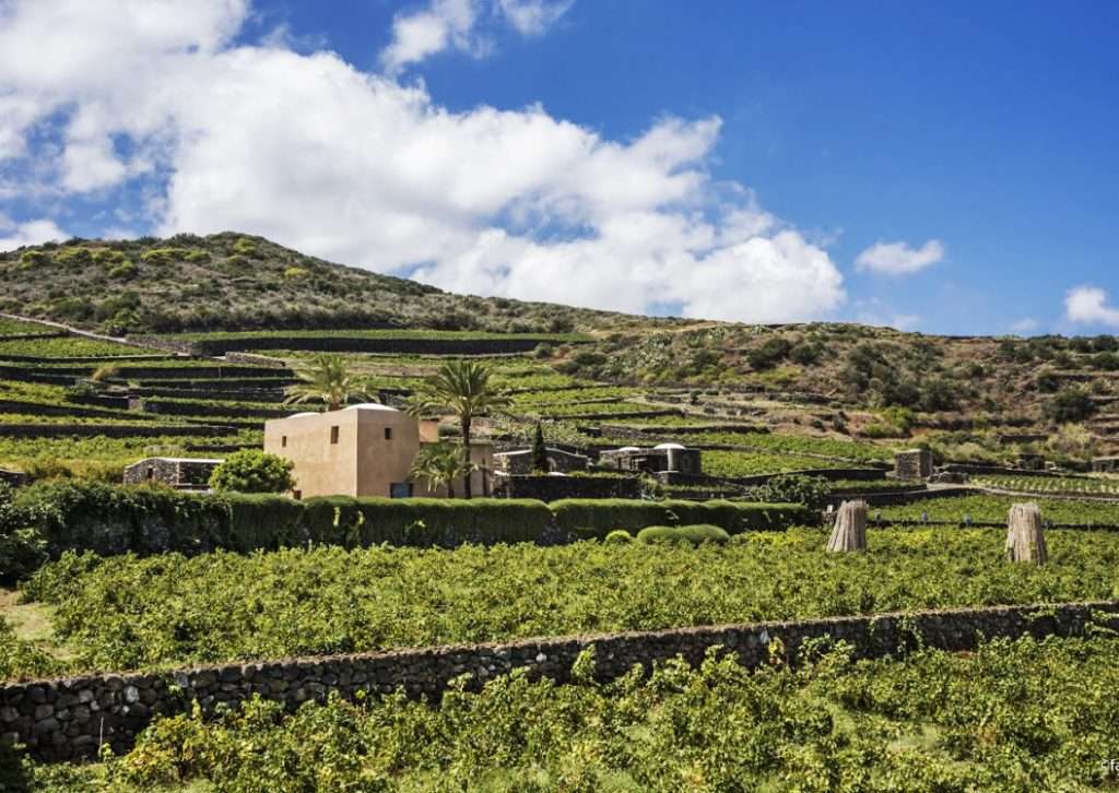 Il “Cammino di Khamma” a Donnafugata per scoprire la biodiversità di Pantelleria donnafugata pantelleria