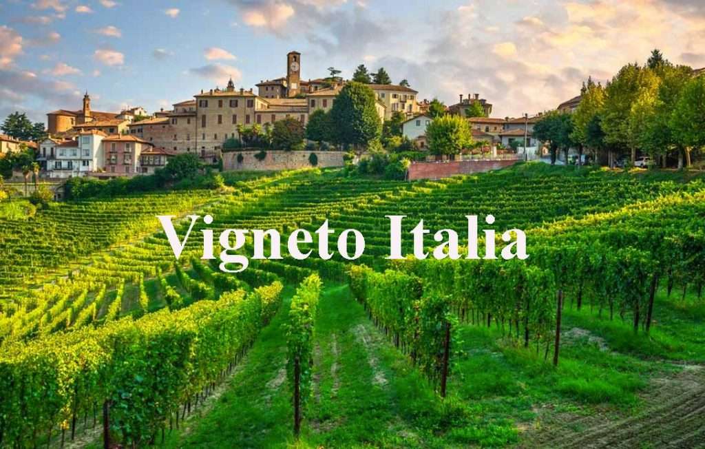 Il vigneto Italia cresce, gli ultimi dati vigneto italia