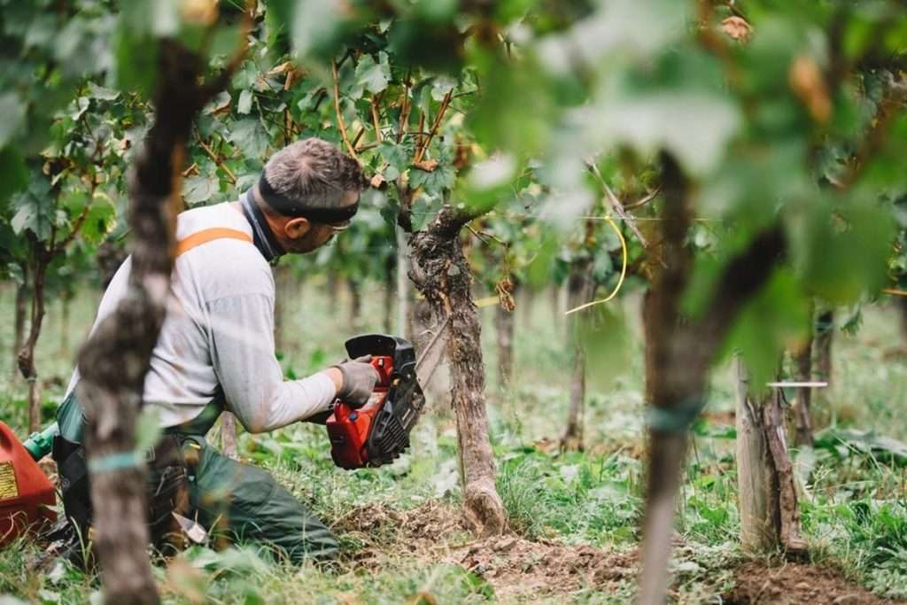 Dendrochirurgia salva-piante, full immersion con i Vine Master Pruners Simonit&Sirch Scuola di Dendrochirurgia 4