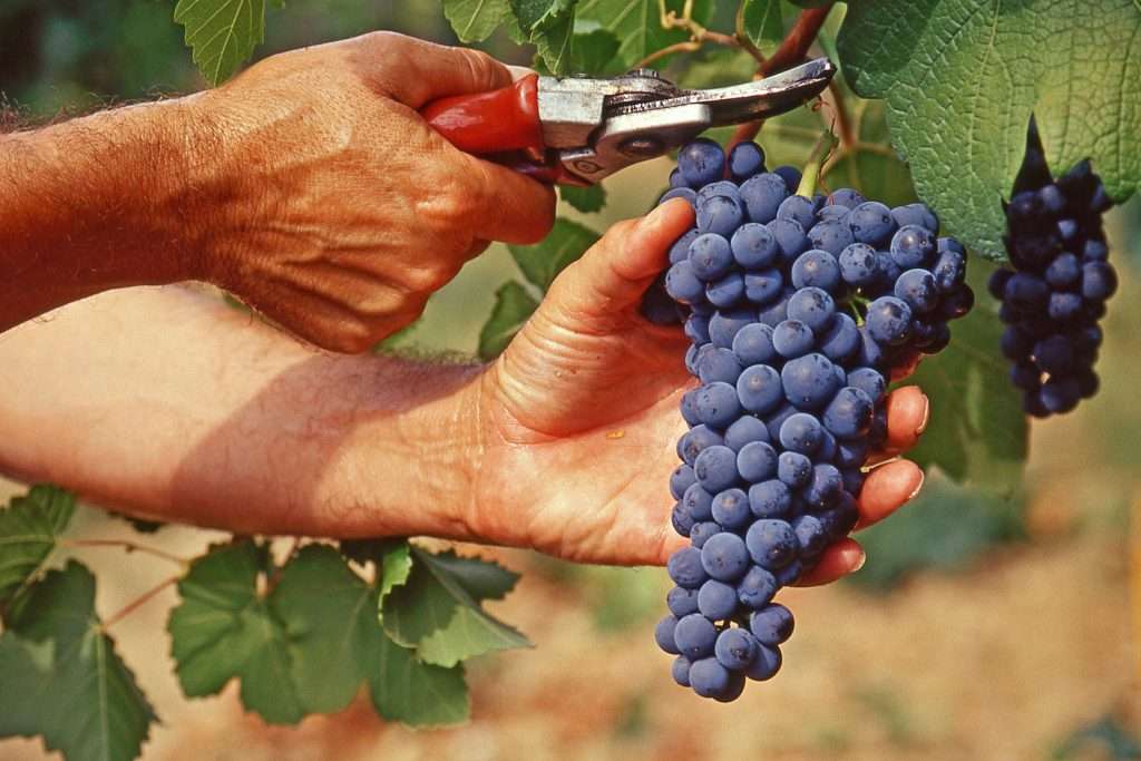 Emilia Romagna, vendemmia in anticipo: si comincia il 10 agosto come si vendemmia
