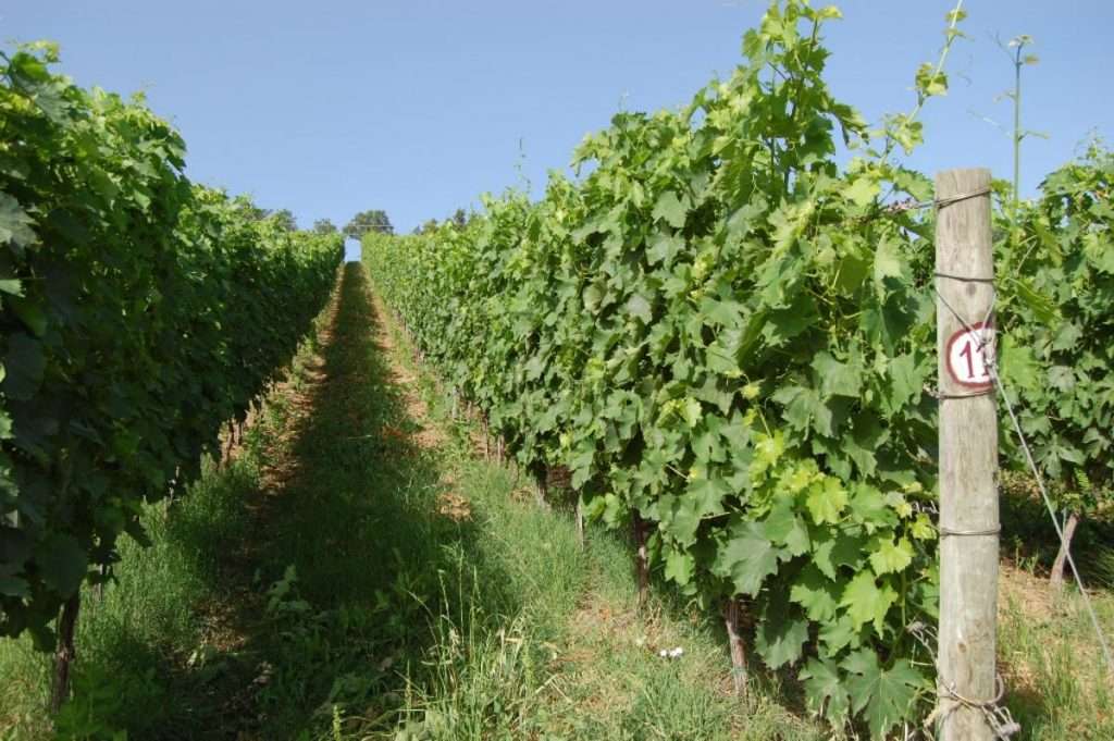 filari4 5 6 2015