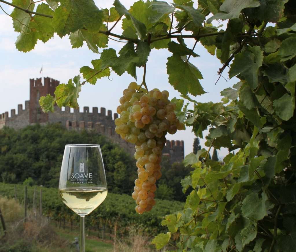 Soave, tregua parziale alla siccità e danni limitati uva bicchiere castello