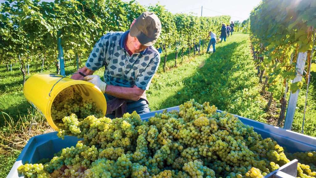 Vendemmia bassa