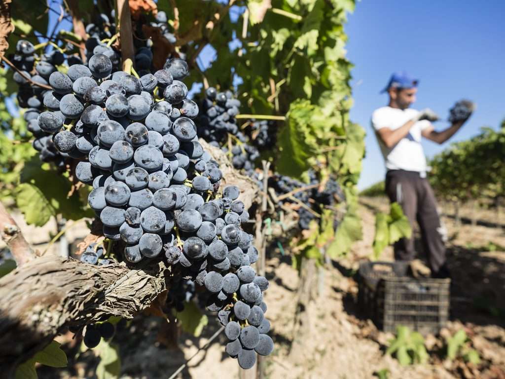 Chianti: per la vendemmia 2025 calo produttivo ma qualità confermata Vendemmia
