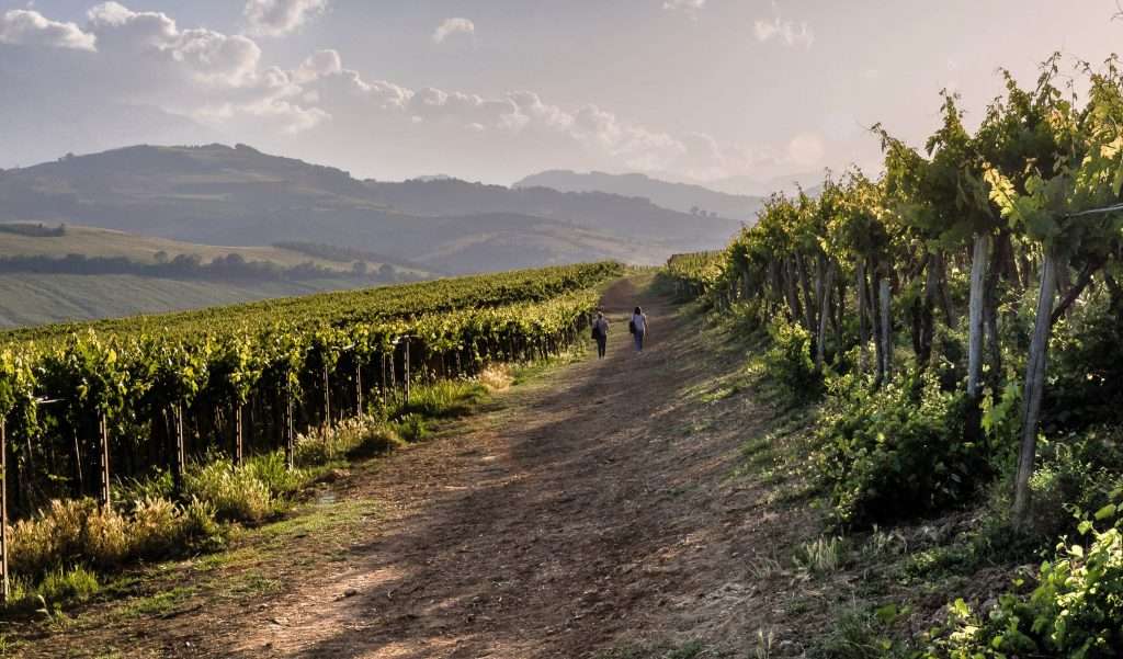 È italiana per Wine Enthusiast la regione vinicola dell’anno: “gemma preziosa e nascosta” Abruzzo