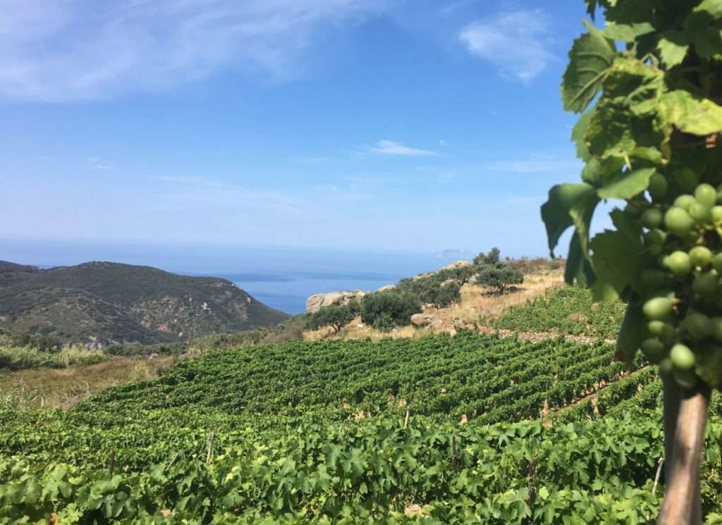 Gori Sparacino è il direttore Federazione Strade del Vino Federazione italiana strada delvino
