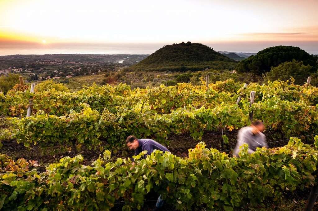 Etna Doc: qualità eccellente e vendemmia 2022 da ricordare Vendemmia Etna Doc 1