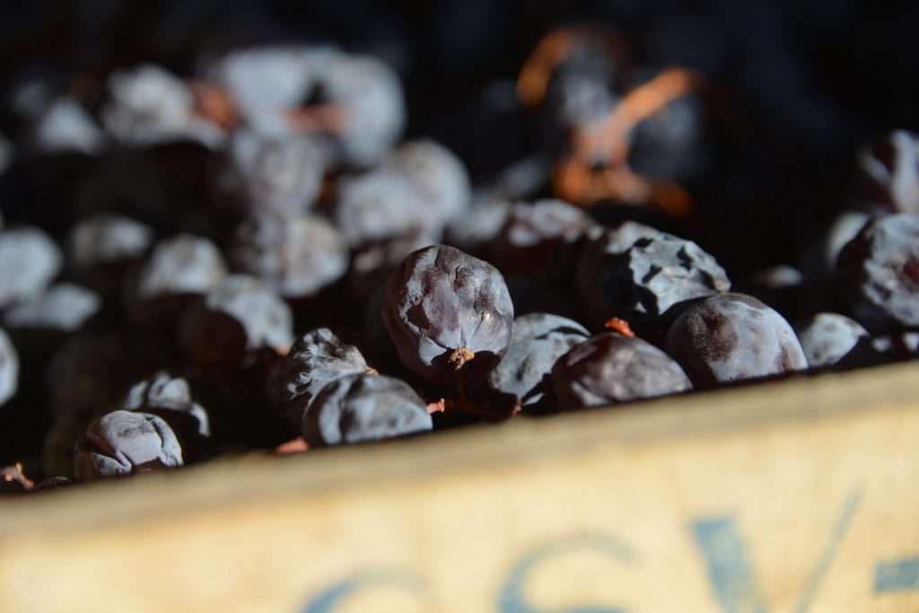 In Valpolicella pigiatura anticipata ma prova “Botrytis” superata appassimento CVN