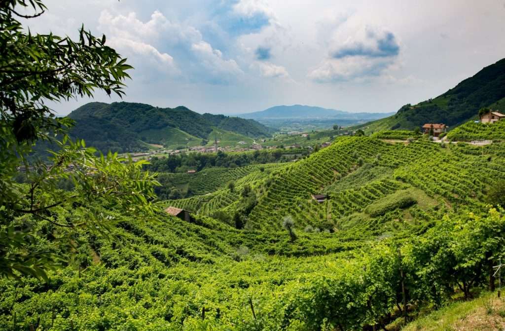 Due progetti che guardano al futuro del Consorzio del Conegliano Valdobbiadene Prosecco Docg conegliano