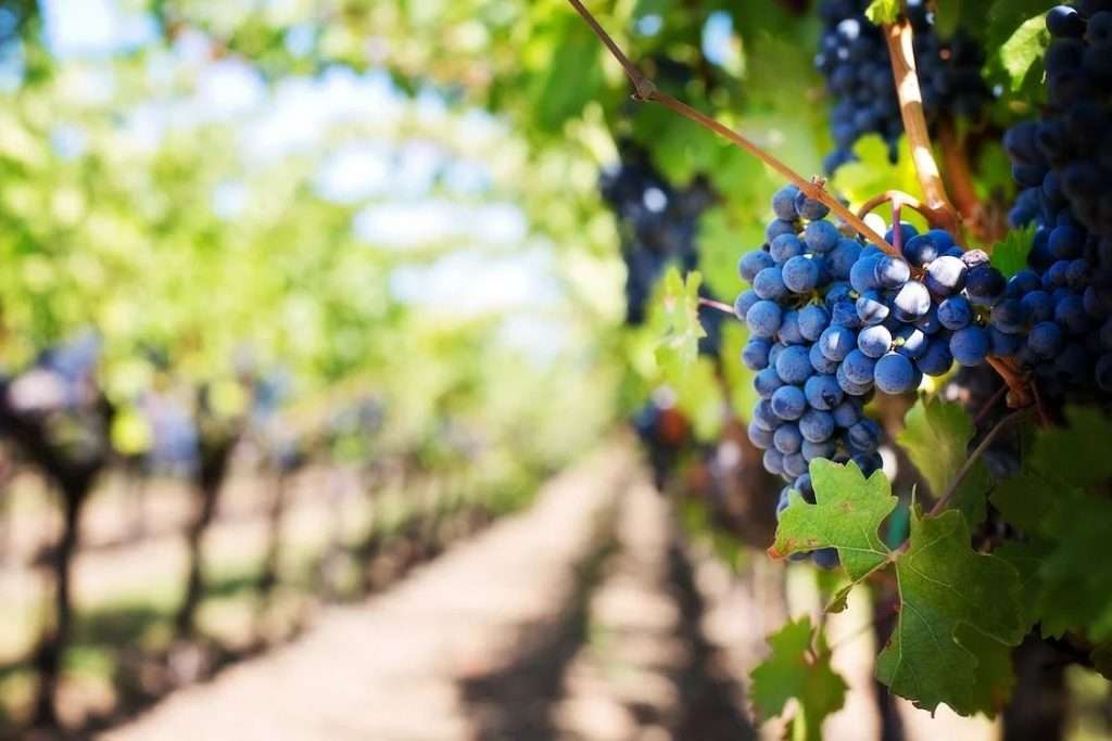 Robert Parker Green Emblem 2022: premiata anche una giovane azienda siciliana vineyard