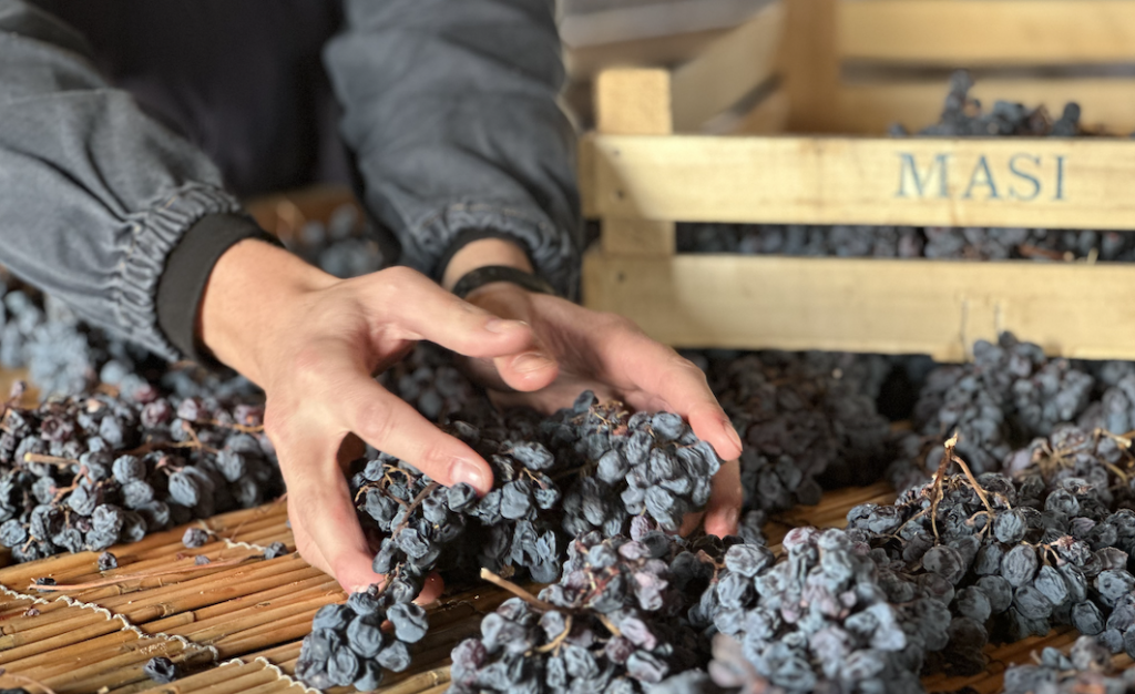 Amarone della Valpoliccela, un 2022 da ricordare per l’azienda Masi MASI APPASSIMENTO