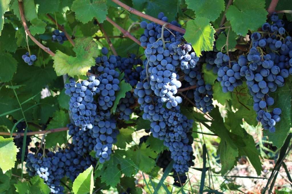 Consorzio di Tutela Vini Doc Cirò e Melissa: un 2023 ricco di iniziative ed eventi GAGLIOPPO
