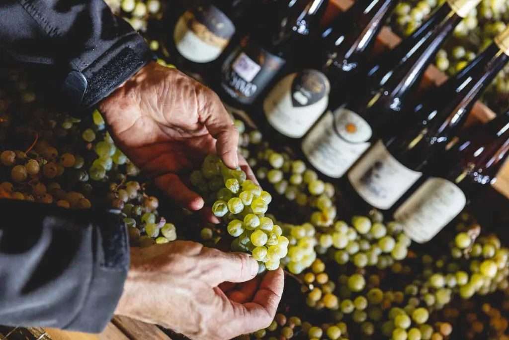 VINO SANTO TRENTINO