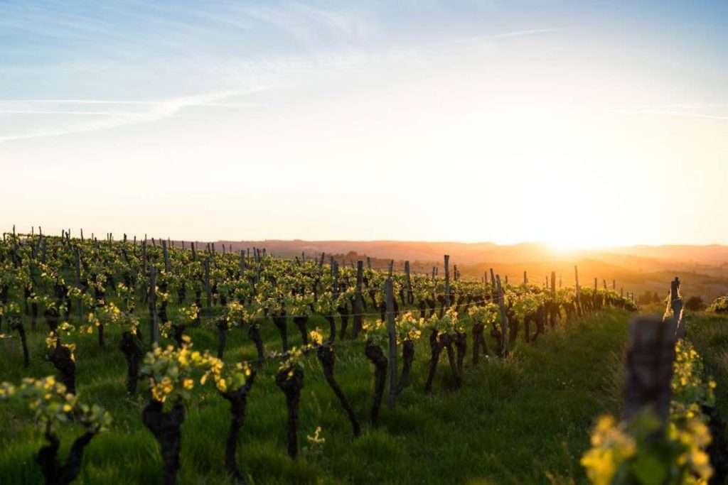 Bordeaux vigneti