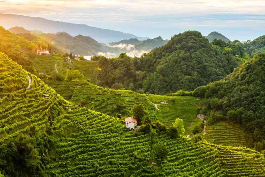 Nasce il nuovo Protocollo Viticolo 2023 del Consorzio Conegliano Valdobbiadene Prosecco Docg CONSORZIO VALDOBBIADENE