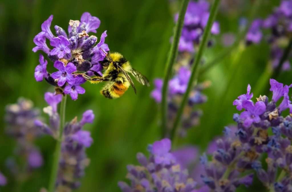 Slow Food celebra la giornata mondiale della biodiversità con due degustazioni speciali biodiversita