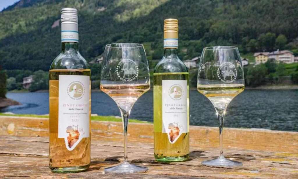 Consorzio Vini Doc delle Venezie: una tournée mondiale firmata Pinot Grigio pinot grigio consorzio delle venezie