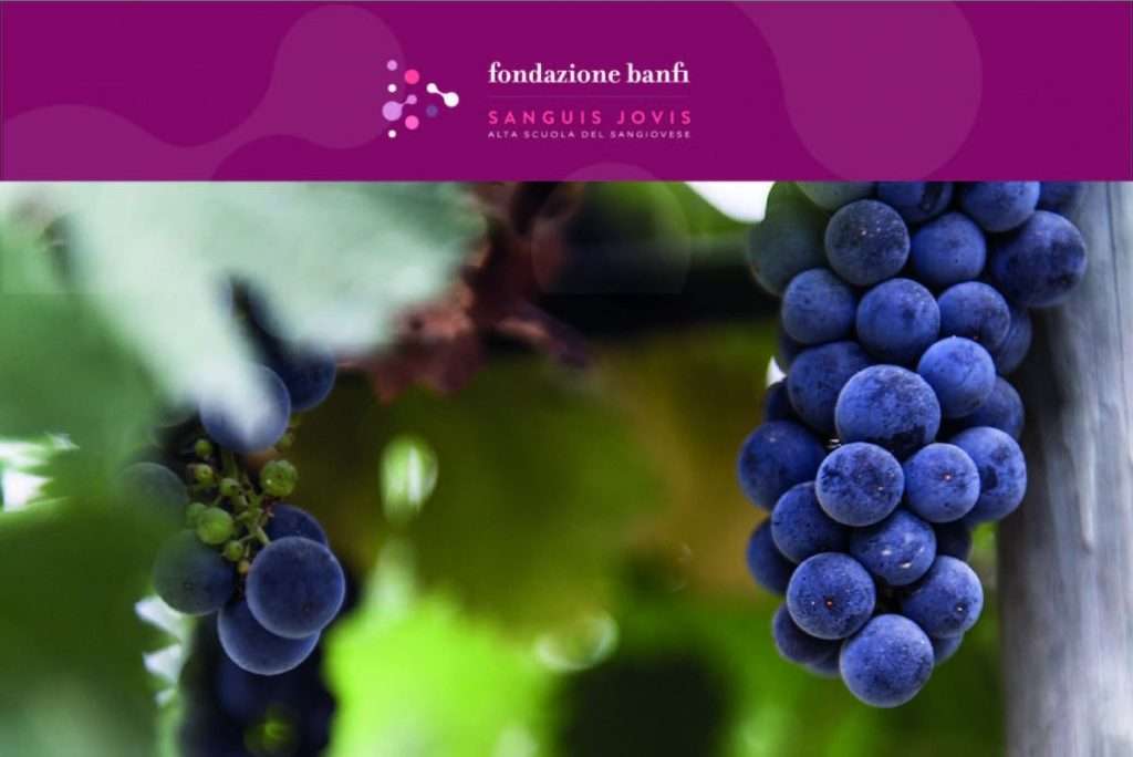fondazione banfi