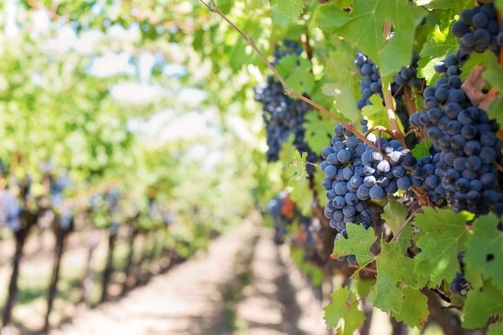Resil-Vigna, il vigneto del futuro affronta il cambiamento climatico VIGNA1