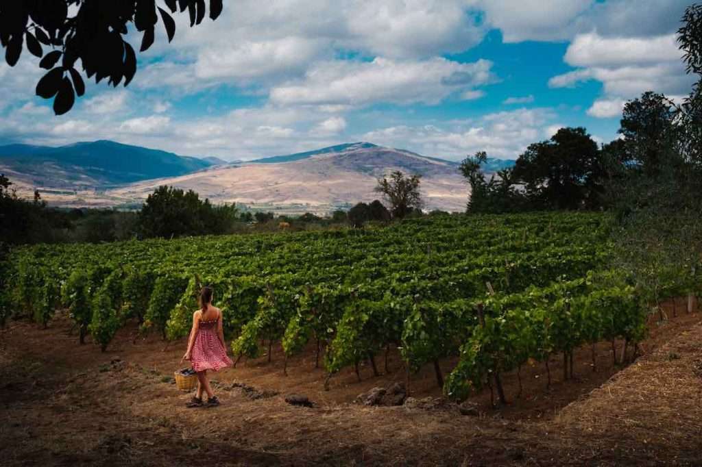 Consorzio Tutela Vini Etna Doc: grande crescita nel 2023 per gli spumanti e il vino imbottigliato doc sicilia