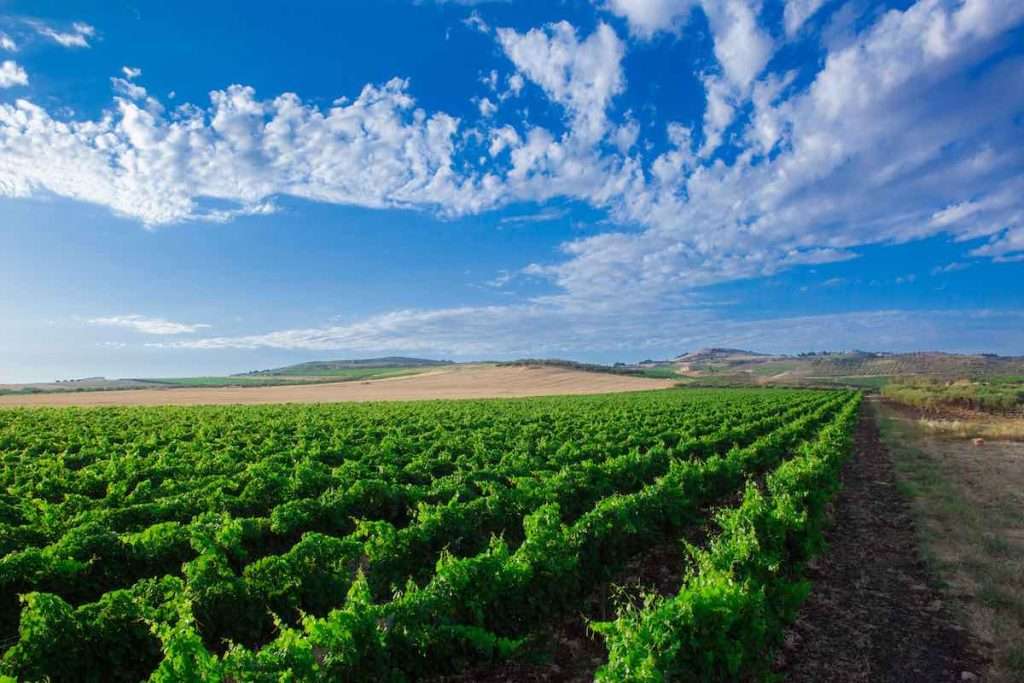 Casa Vinicola Fazio presenta: #SummerWineFest l’evento dedicato all’arte e al vino fazio