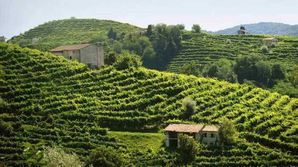 Uno storico brand del Prosecco inaugura nuova Vinery a Valdobbiadene 1 mionetto vigneto