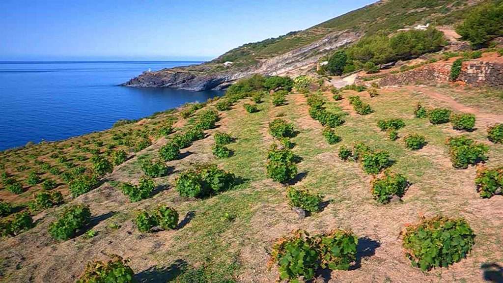 La tecnologia strumento indispensabile per salvare i vini eroici a rischio pantelleria