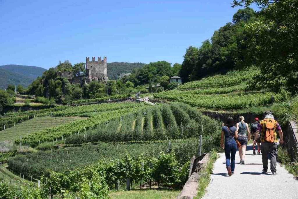 Müller Thurgau: Vino di Montagna, il programma della 36 edizione 1 valle di cembra