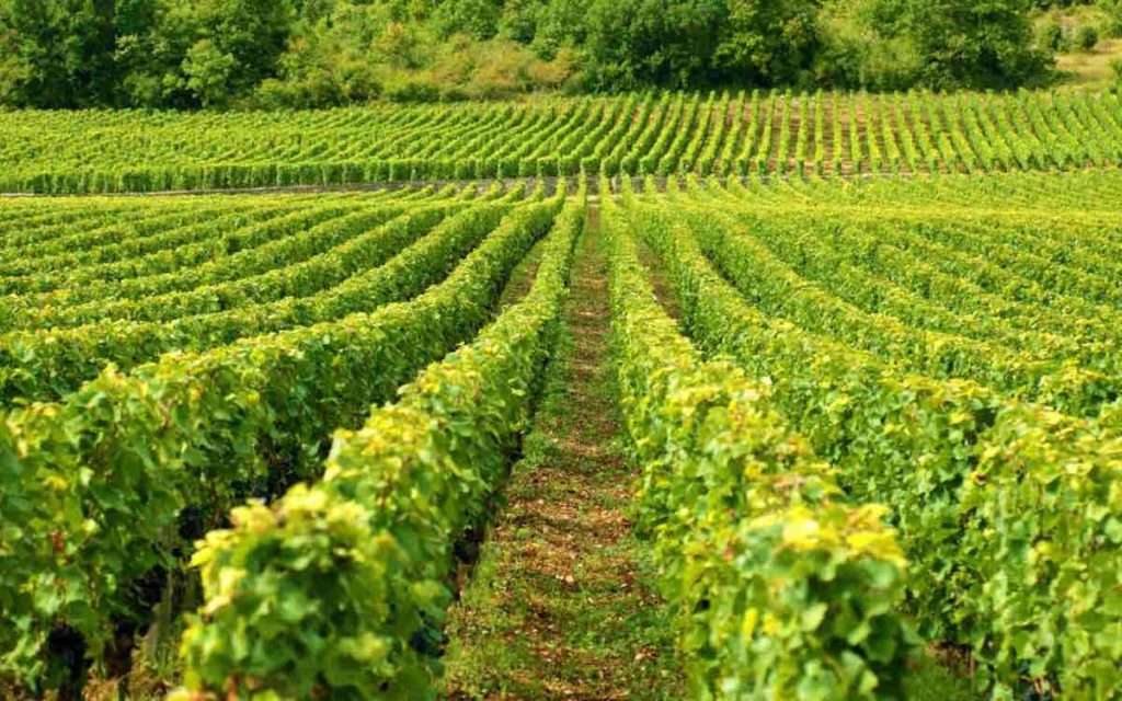 Nasce il nuovo Consorzio per la tutela e la valorizzazione dei vini Doc Terralba vigneto sardegna