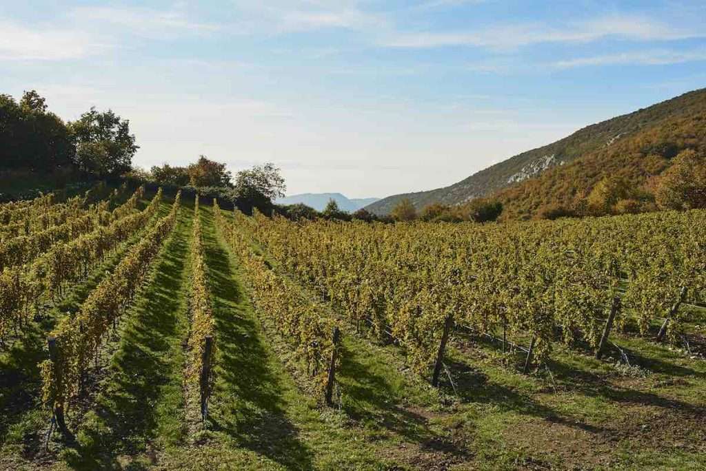 Nasce Campopian, la nuova tenuta Tinazzi tra degustazioni e vista sul Garda 1 Tinazzi Campopian