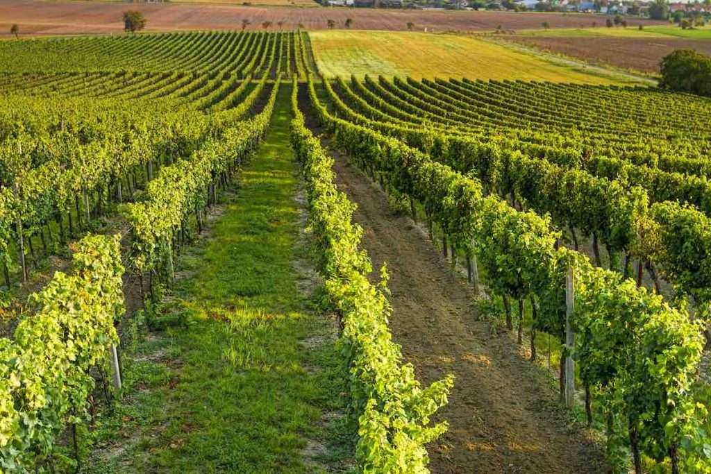 toscana vendemmia
