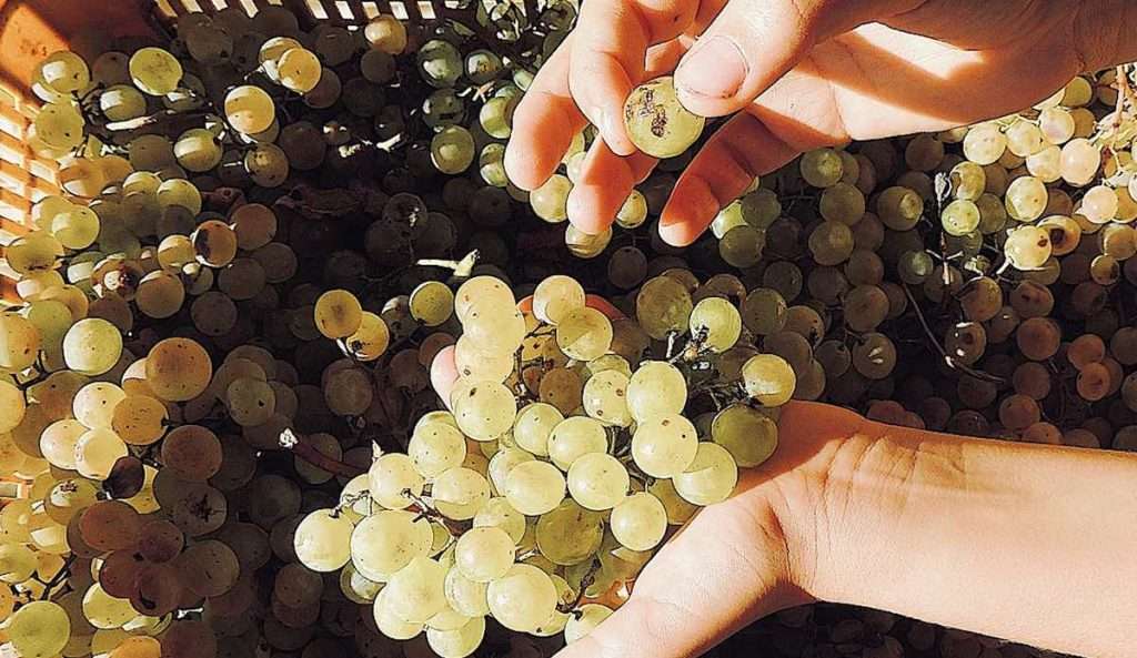 vendemmia