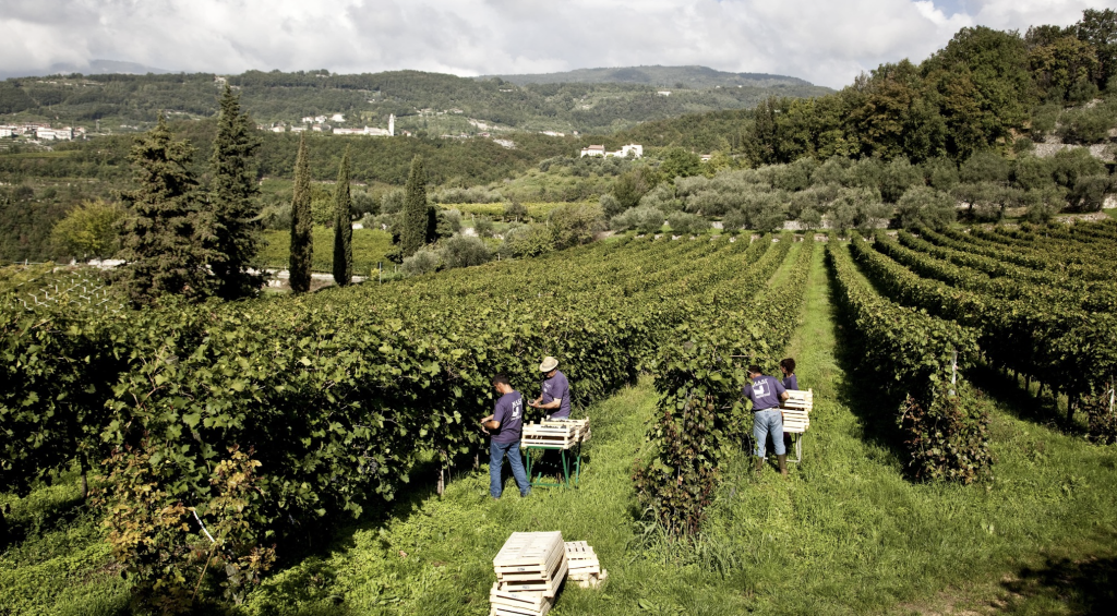 Al via la vendemmia nei vigneti di Masi Agricola. Tutto pronto l'evento targato Masi Wine Experience 1 MASI VENDEMMIA