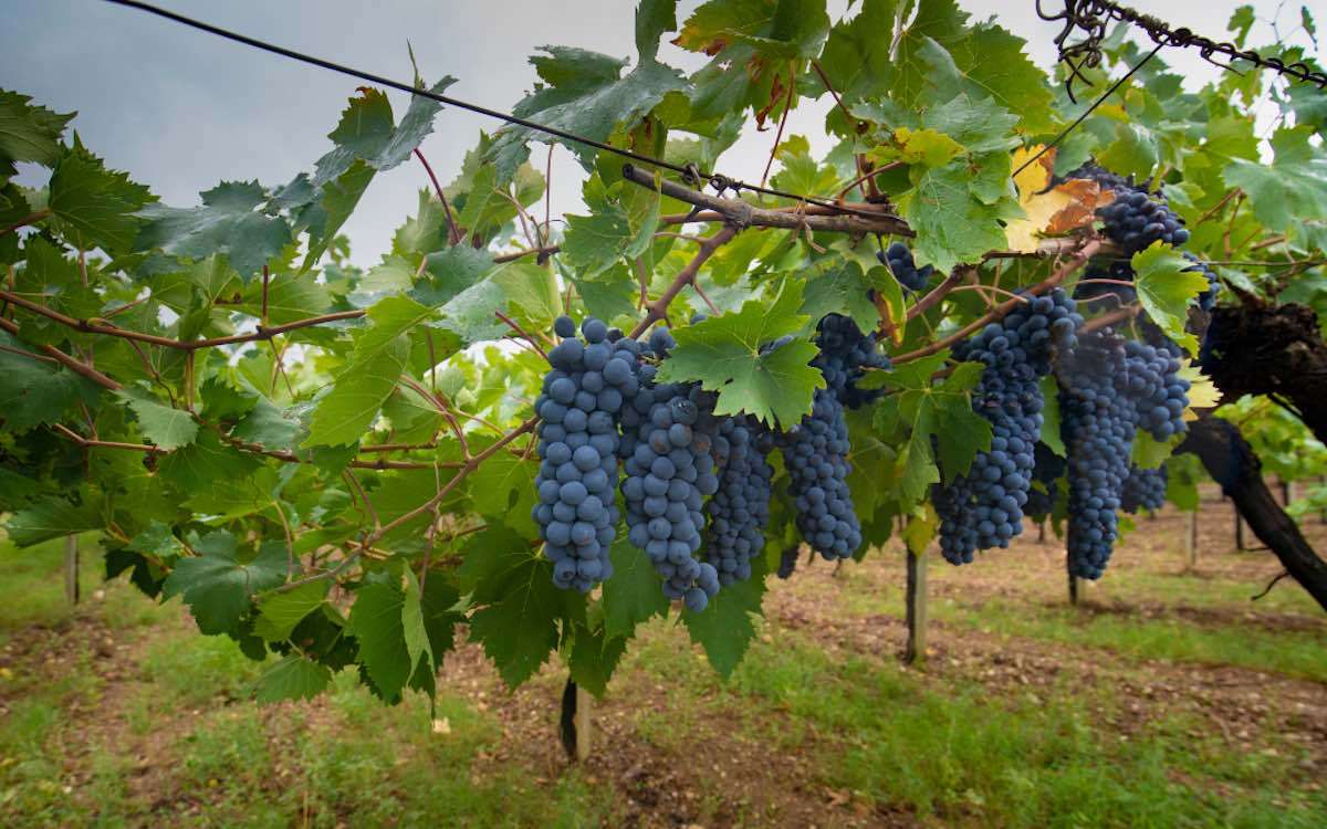 Guida ai migliori vini della Sardegna 2024 di Vinodabere, tra eccellenze e nuove scoperte 1 cannonau