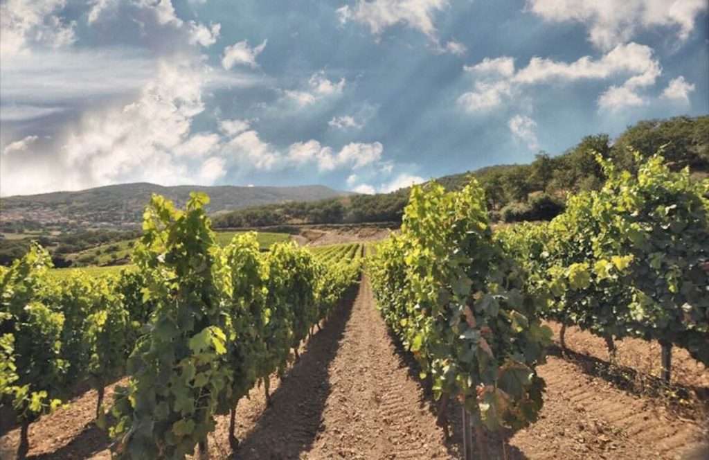 Guida ai migliori vini della Sardegna 2024 di Vinodabere, tra eccellenze e nuove scoperte sardegna vigna