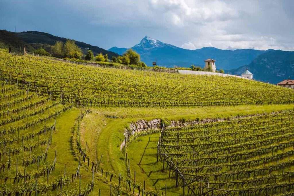 Divin Ottobre: l’autunno in Trentino si tinge di arte e gusto enoturismo trentino